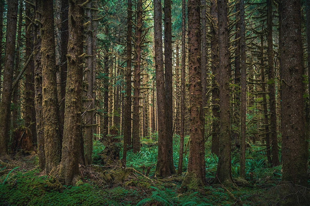 Hemlock occidental_Abbie Warnock Matthews_Shutterstock