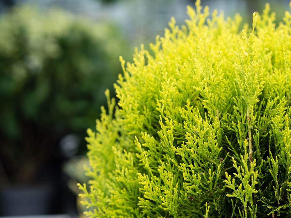 White Cedar Tree_Floki_Shutterstock
