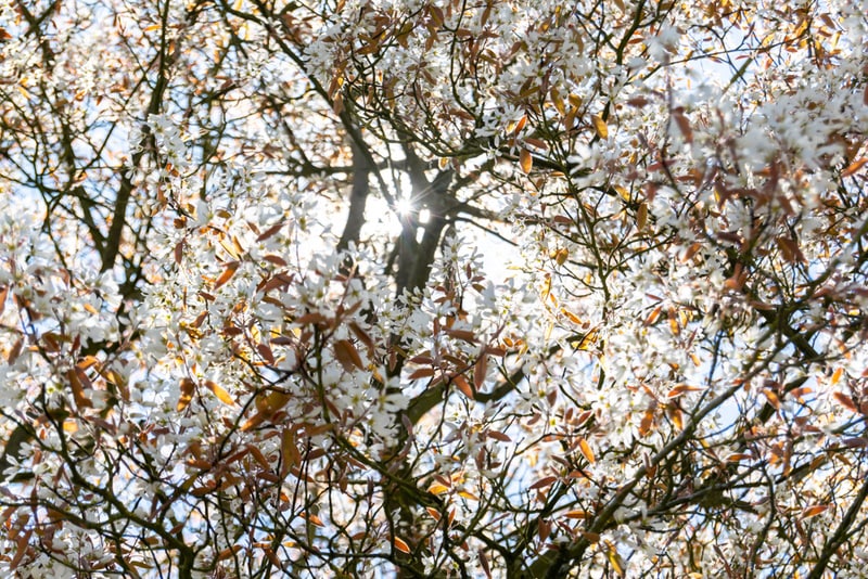 allegheny serviceberry