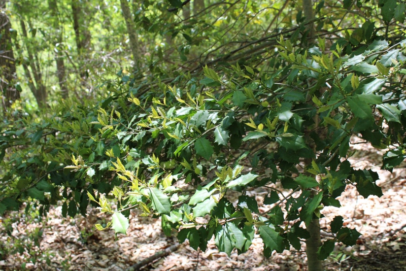 american holly tree in spring