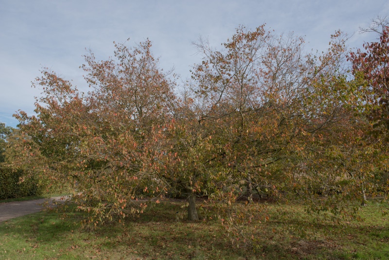 american hornbeam tree
