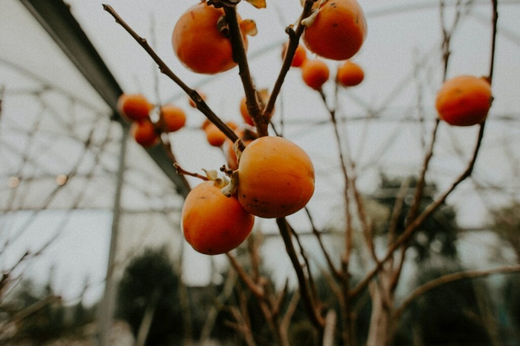 apricot on tree branch