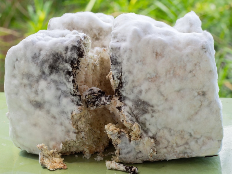 aspergillus mold in bread