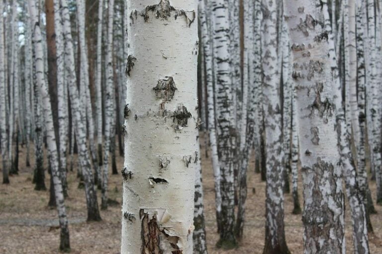 Types Of Birch Wood
