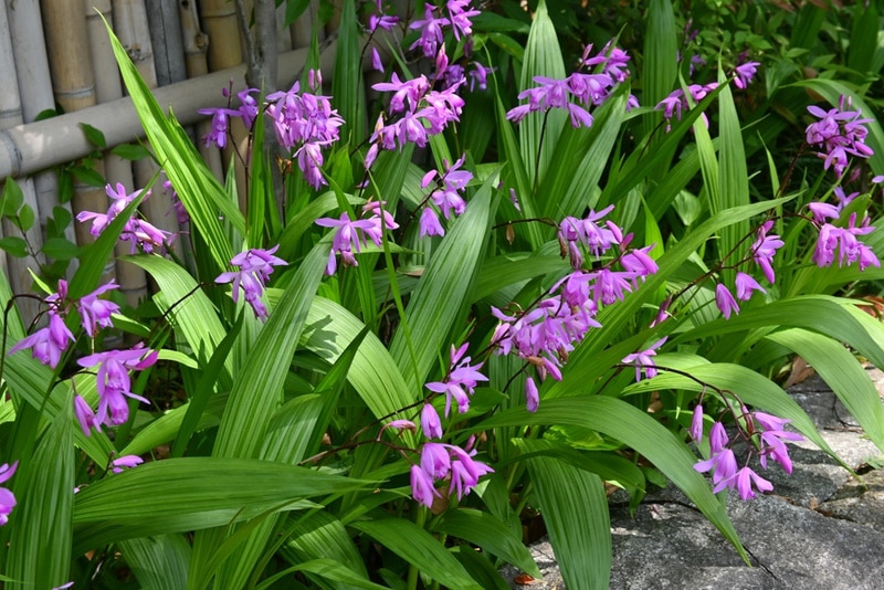 bletilla flowers