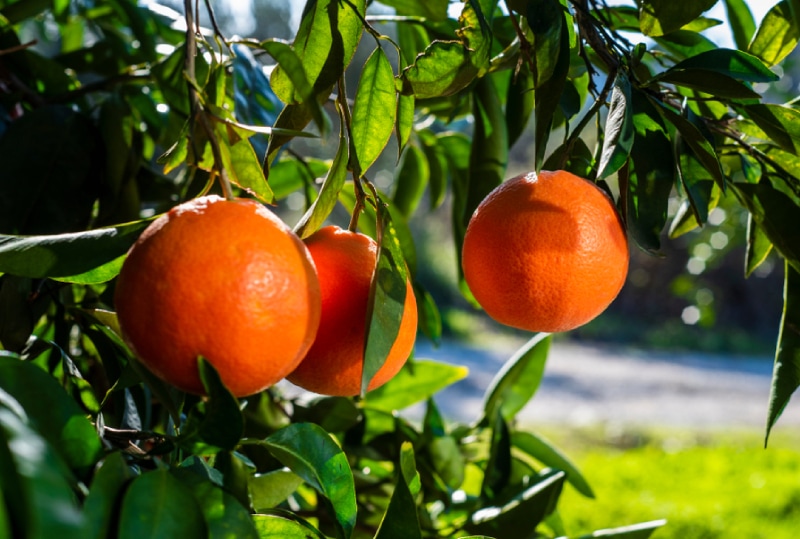 blood orange tree