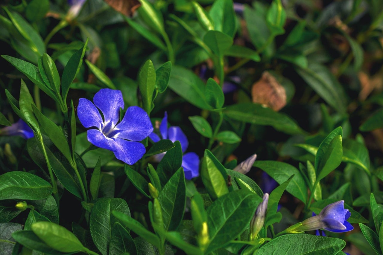 23-perennials-that-grow-in-shade-with-pictures-house-grail