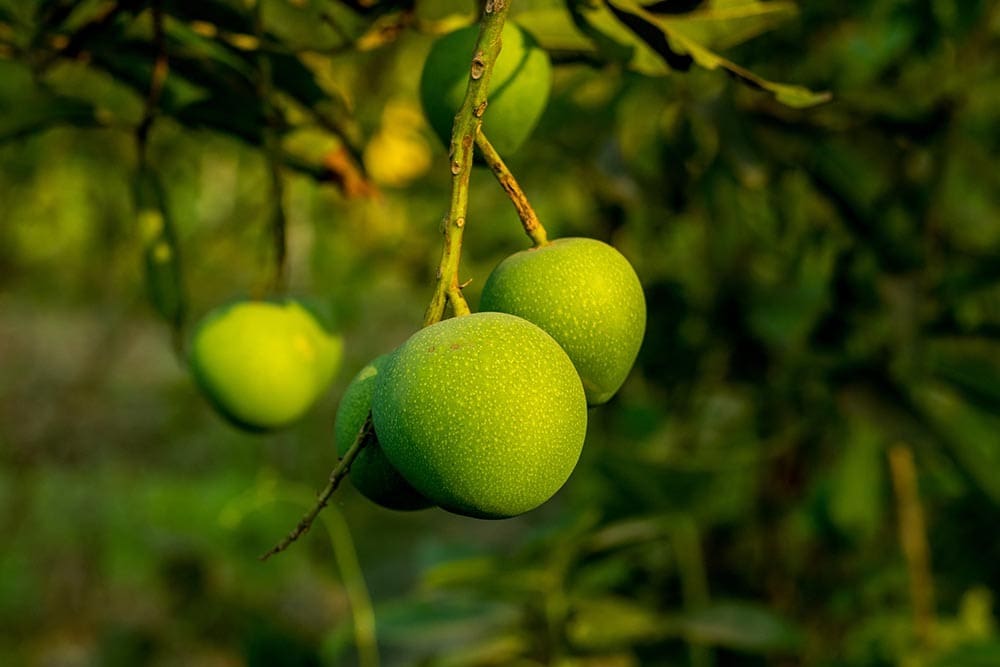 Árbol de mango verde de Bombay_Sojibul_Shutterstock