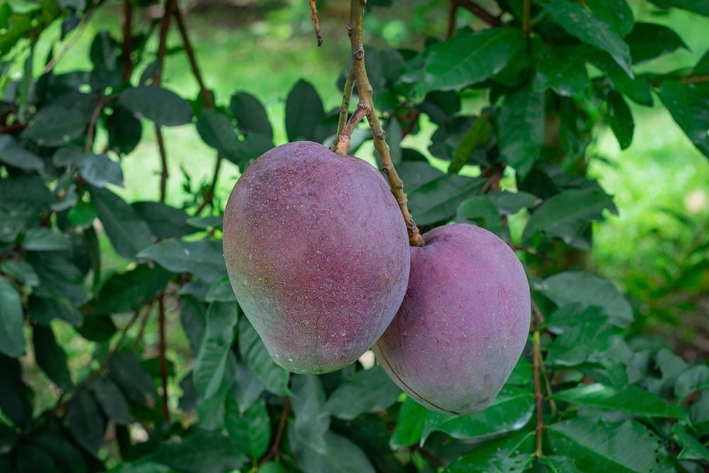 primer plano Tommy Atkins Mango Tree_Jhon Gracia_Shutterstock