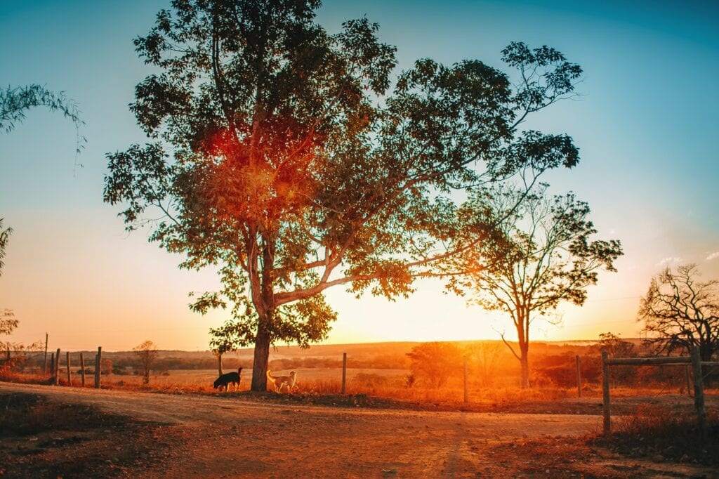 dog under a tree during sunset