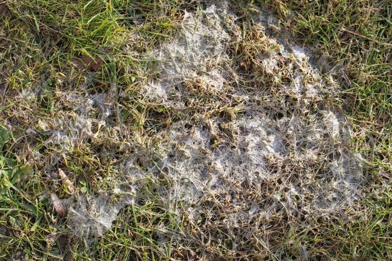 fusarium mold