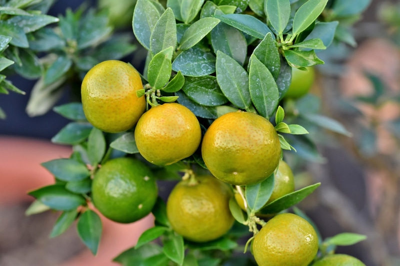 grapefruit tree