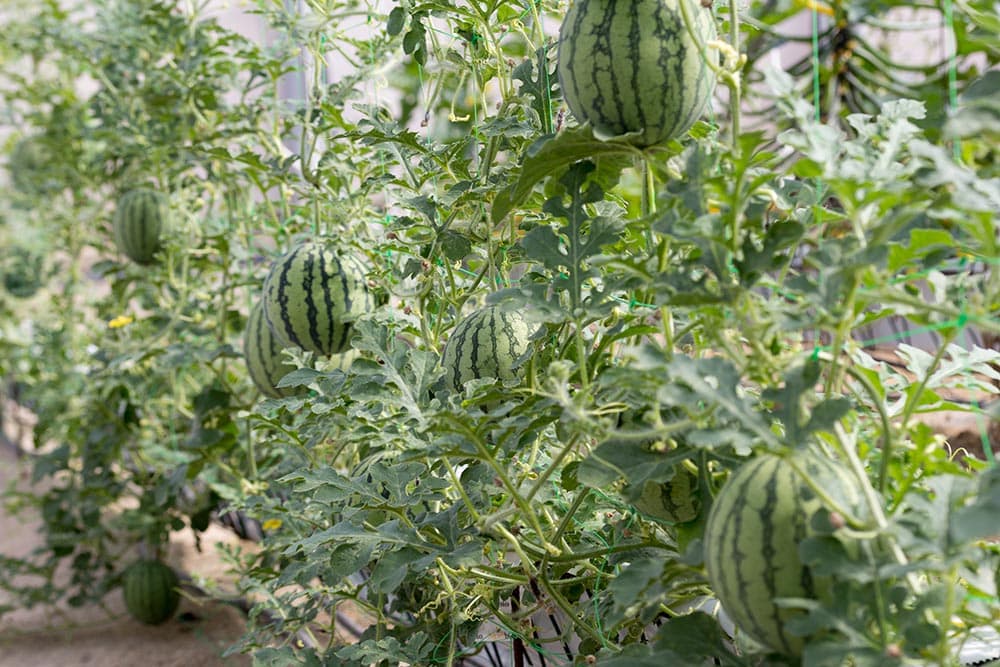 Can Watermelon Grow on a Trellis? Steps, Benefits & Companion Plants House Grail