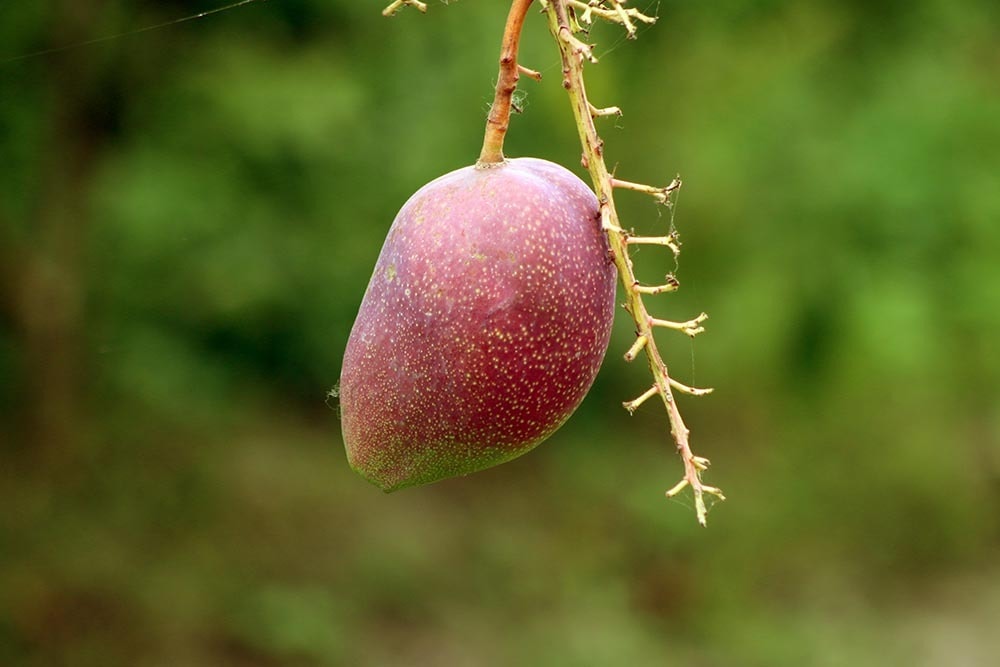 Hadem Mango_Popi Rani Paul_Shutterstock