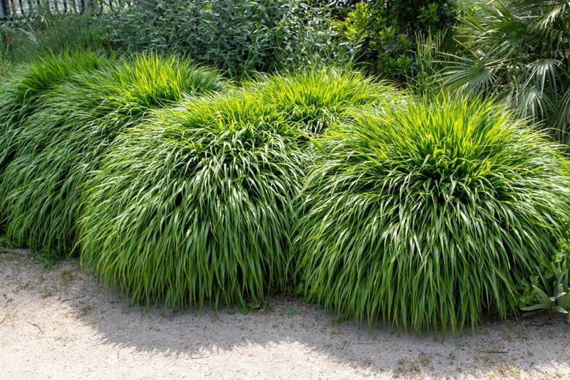 hakonechloa