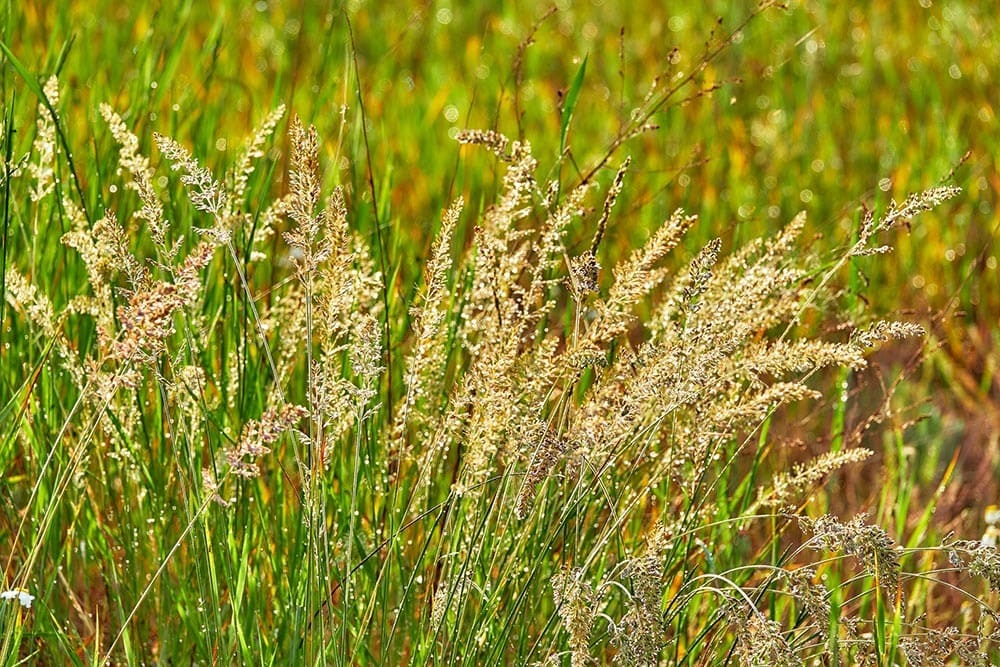 11 Grasses That Grow In Shade With Pictures House Grail