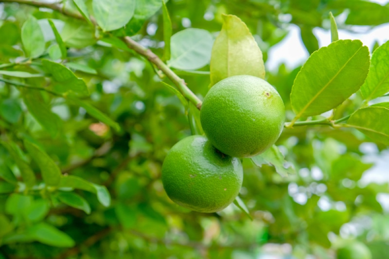 key lime tree