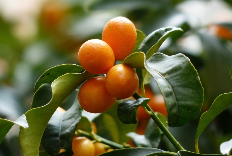 kumquat tree