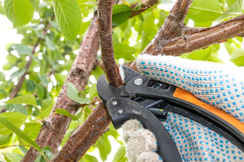 man pruning cherry tree
