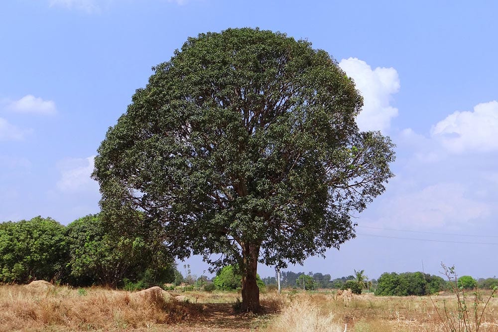 Pohon Mangga Di Tengah Ladang