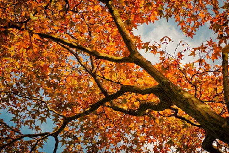 13-types-of-trees-in-massachusetts-with-pictures-house-grail