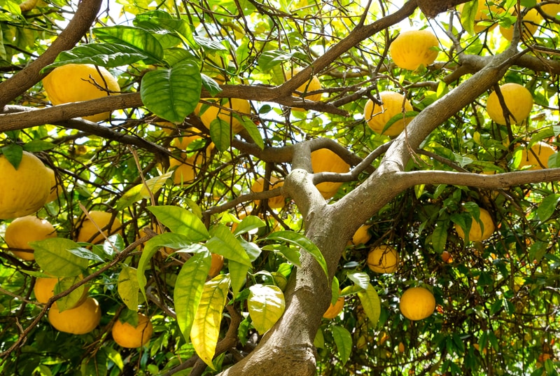 pummelo tree