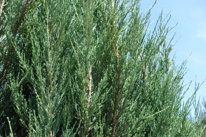 red cedar tree