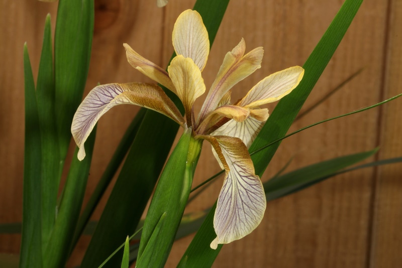 stinking iris flower