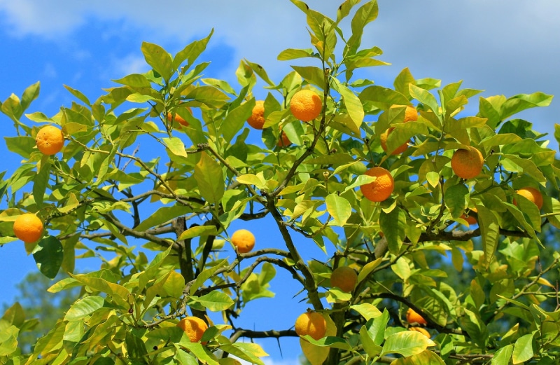 tangerine tree