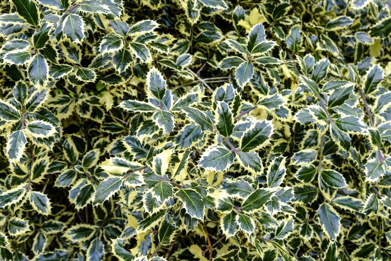 variegated holly