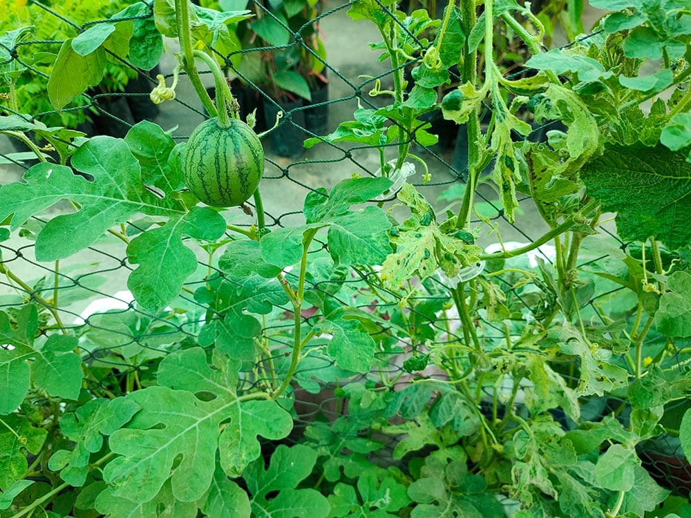 growing watermelon vertically