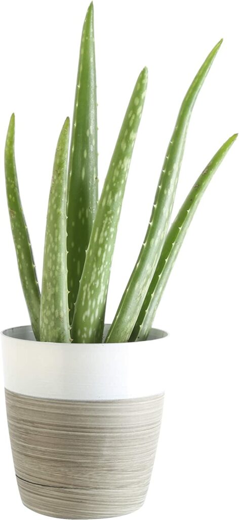 Costa Farms Aloe Vera Live Indoor Plant Fresh