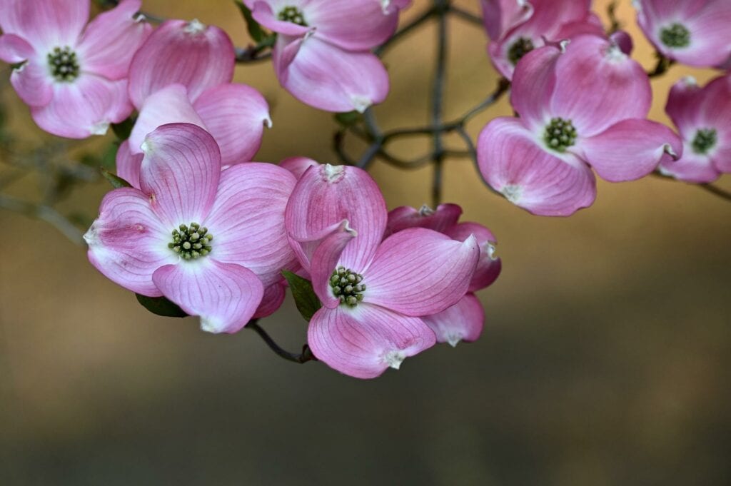American Dogwood_Mammiya_Pixabay