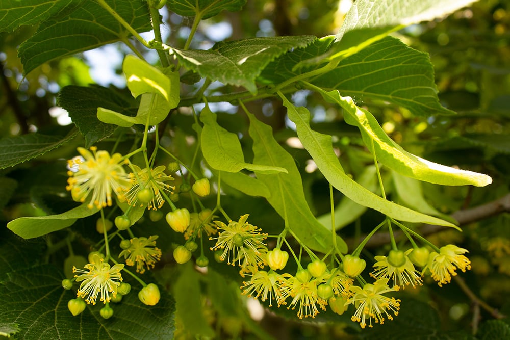 American Linden_Alina Vaska_Shutterstock