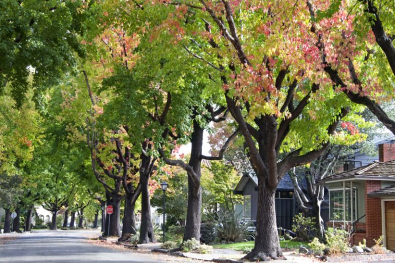 what-are-the-best-trees-to-plant-near-a-house-for-shade-10-options