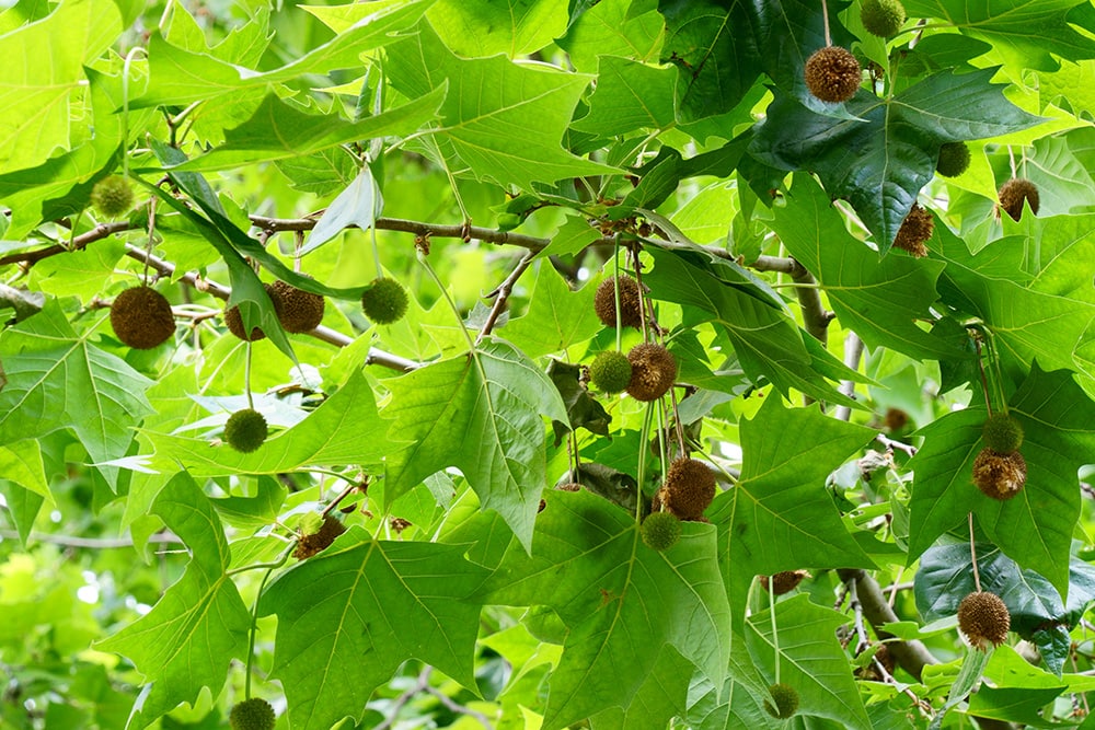 American Sycamore Tree_High Mountain_Shutterstock