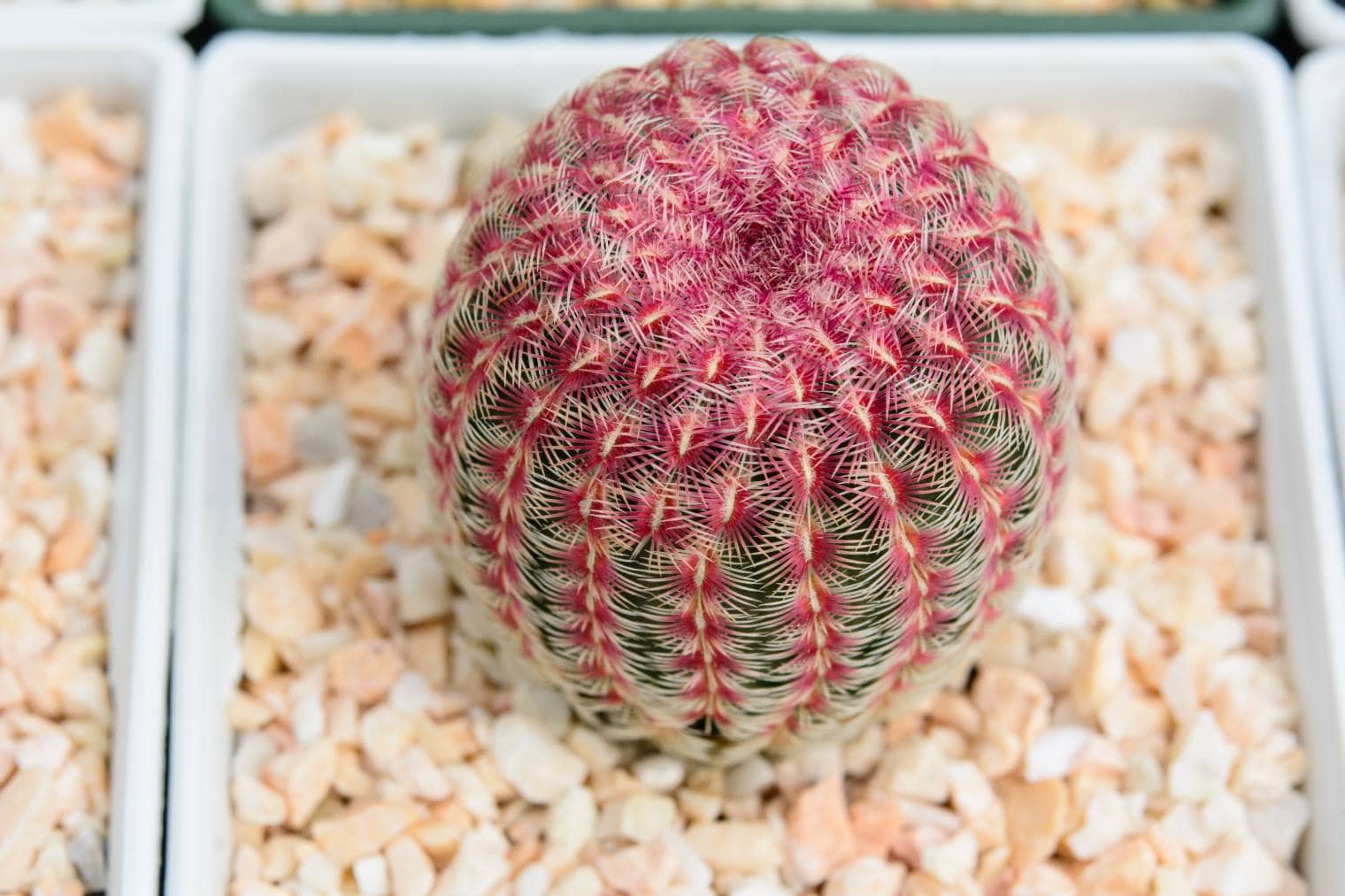 Arizona Rainbow Cactus