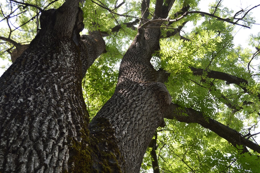 12 Types of Trees in Tennessee (with Pictures) House Grail