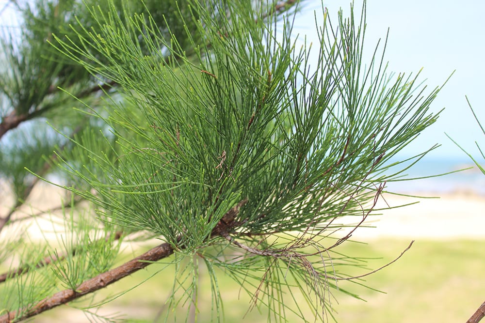 Australian Pine_Namfon Wittakayom_Shutterstock