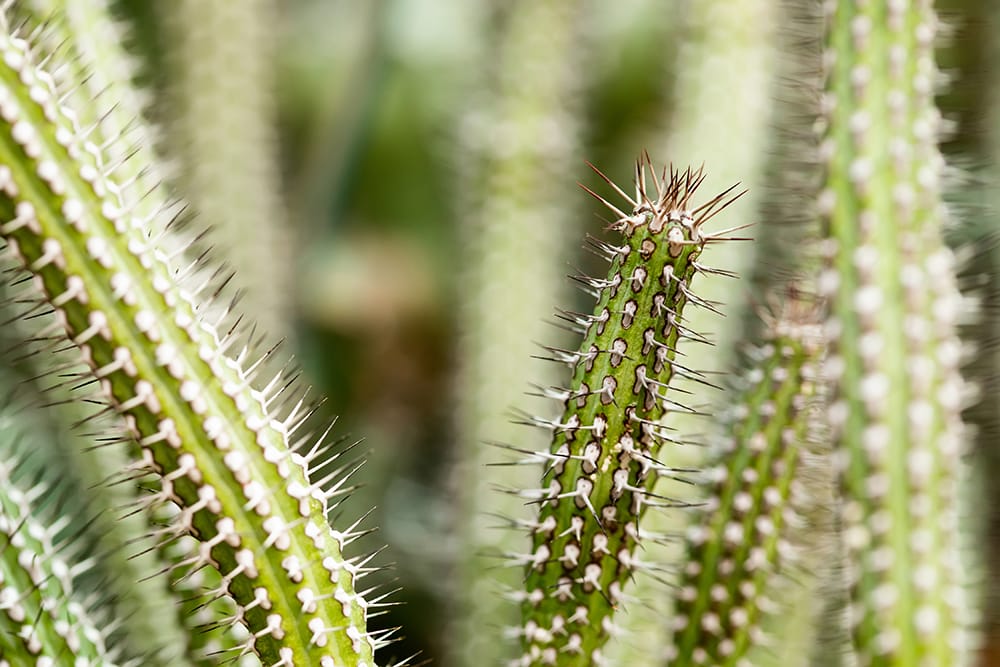 why-does-a-cactus-have-spines-the-4-distinct-reasons-house-grail