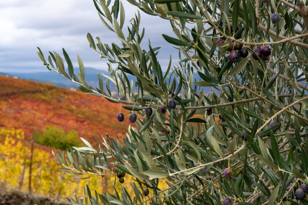 Black Olive Tree