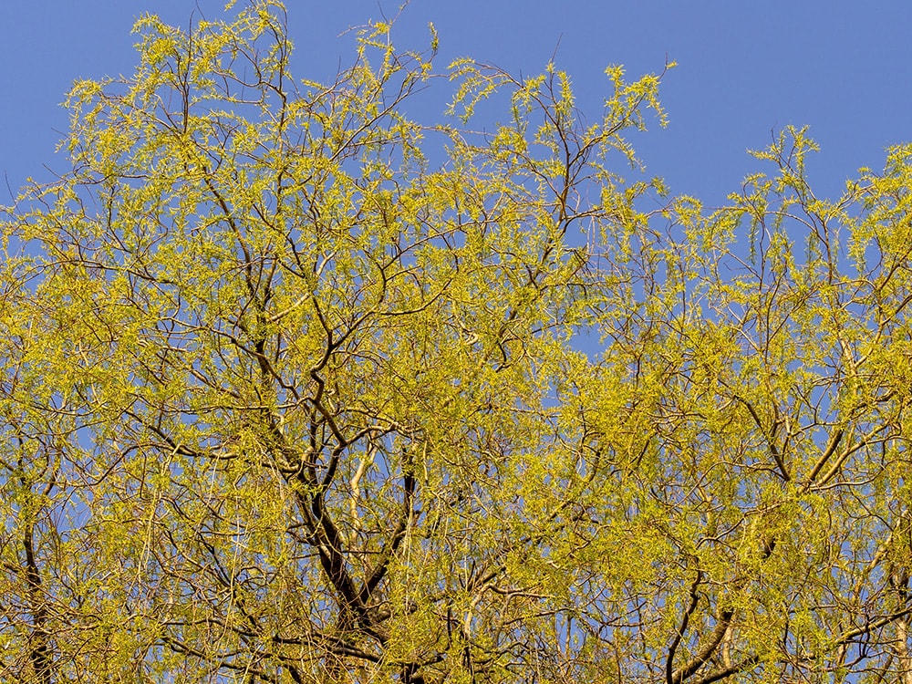 28 Types Of Trees In Michigan With Pictures House Grail