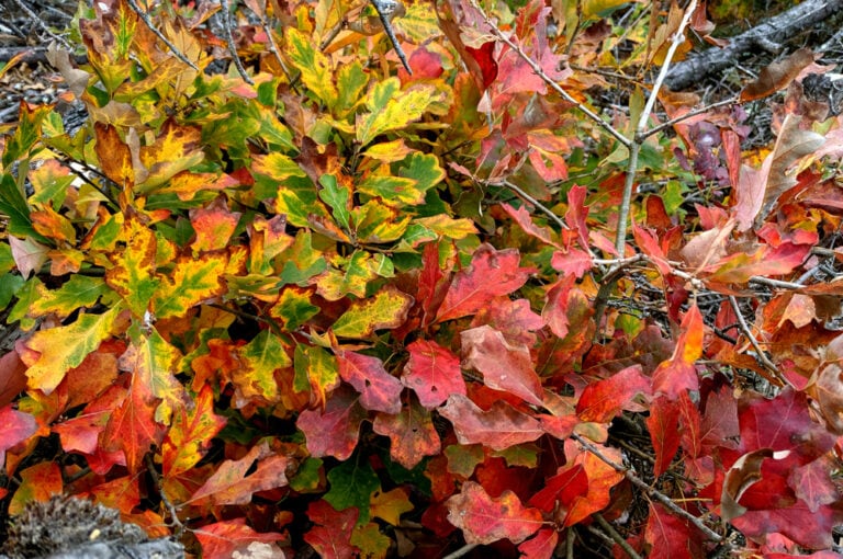20 Types Of Trees In Oklahoma With Pictures House Grail 20-types-of-trees-in-oklahoma-with-pictures-house-grail