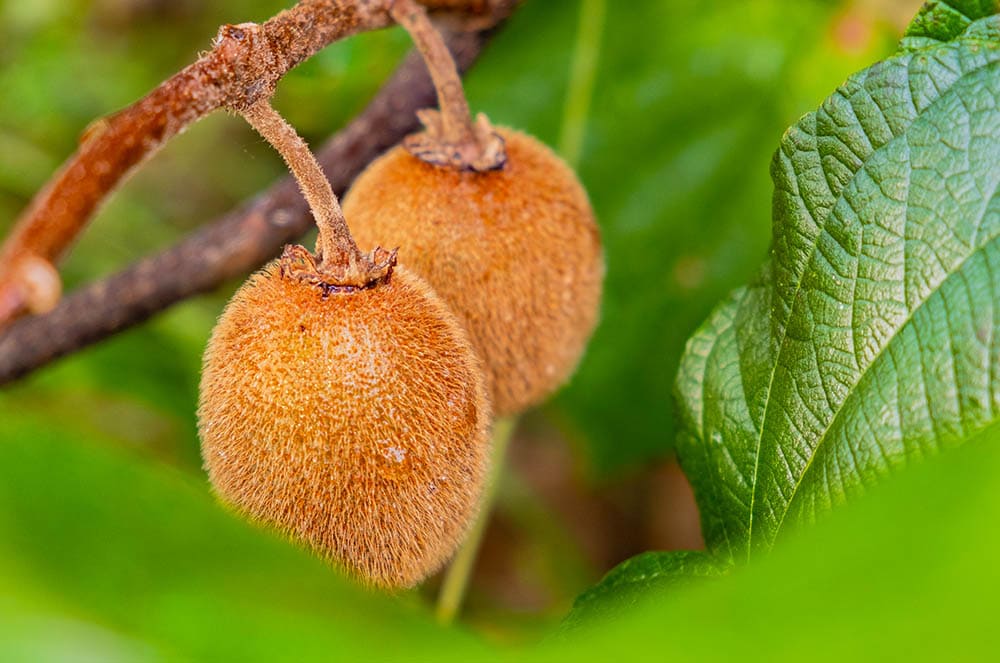 Blake Kiwi_h3c7orC_Shutterstock