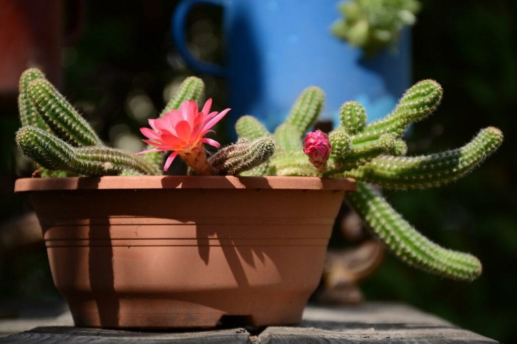 How To Root A Cactus Cutting 9 Tips And Tricks House Grail