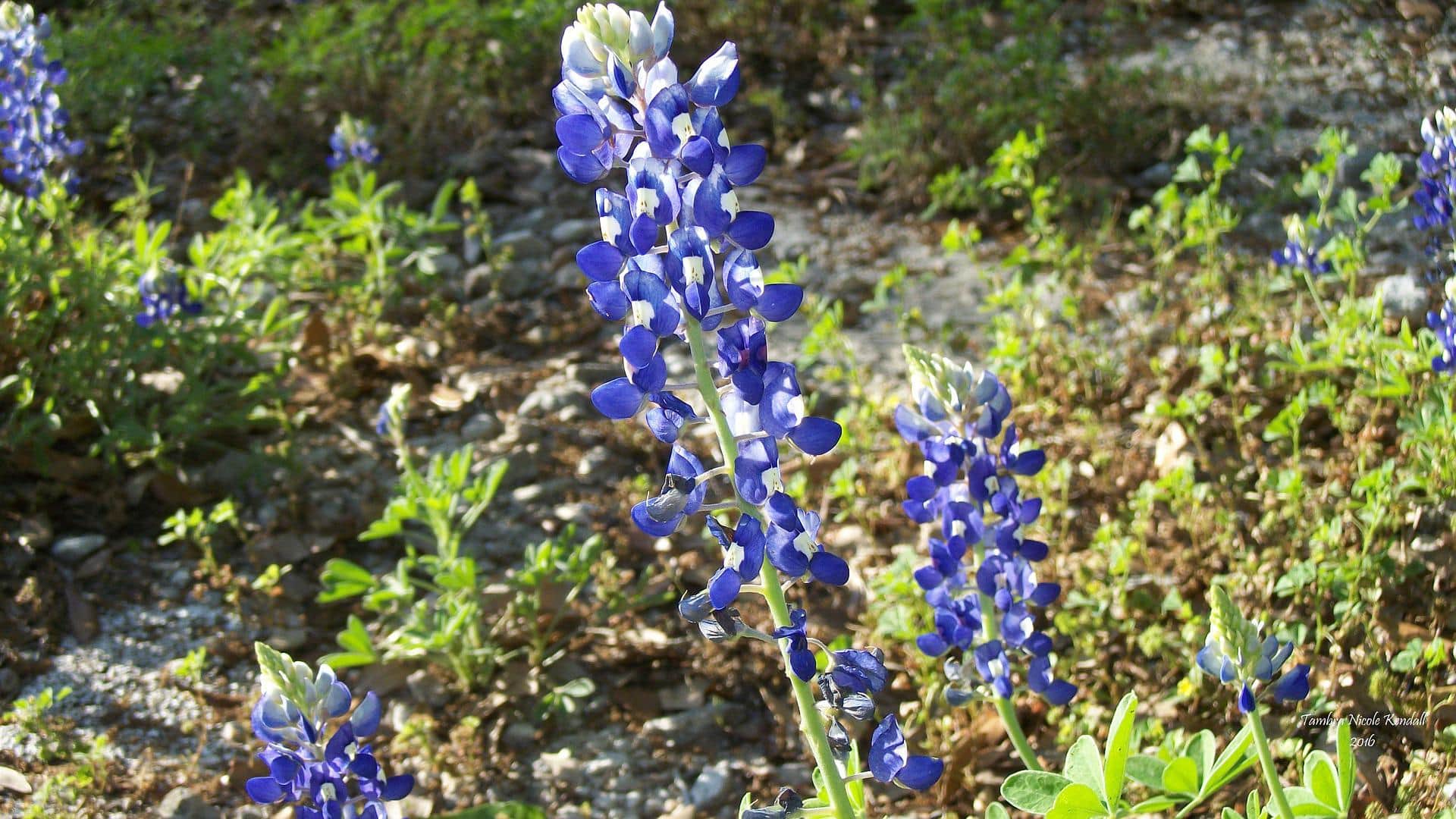 What Is the State Flower of Texas? Facts & FAQ | House Grail