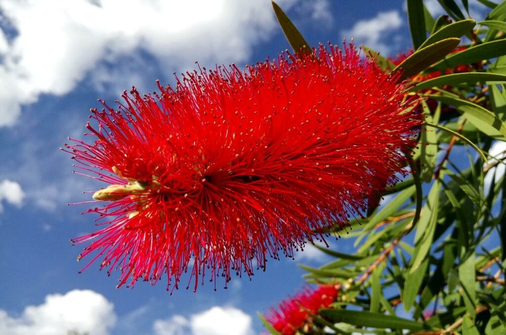 Bottlebrush