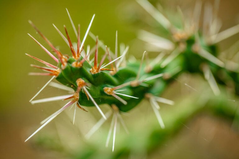 how-to-get-cactus-needles-out-8-tips-tricks-house-grail