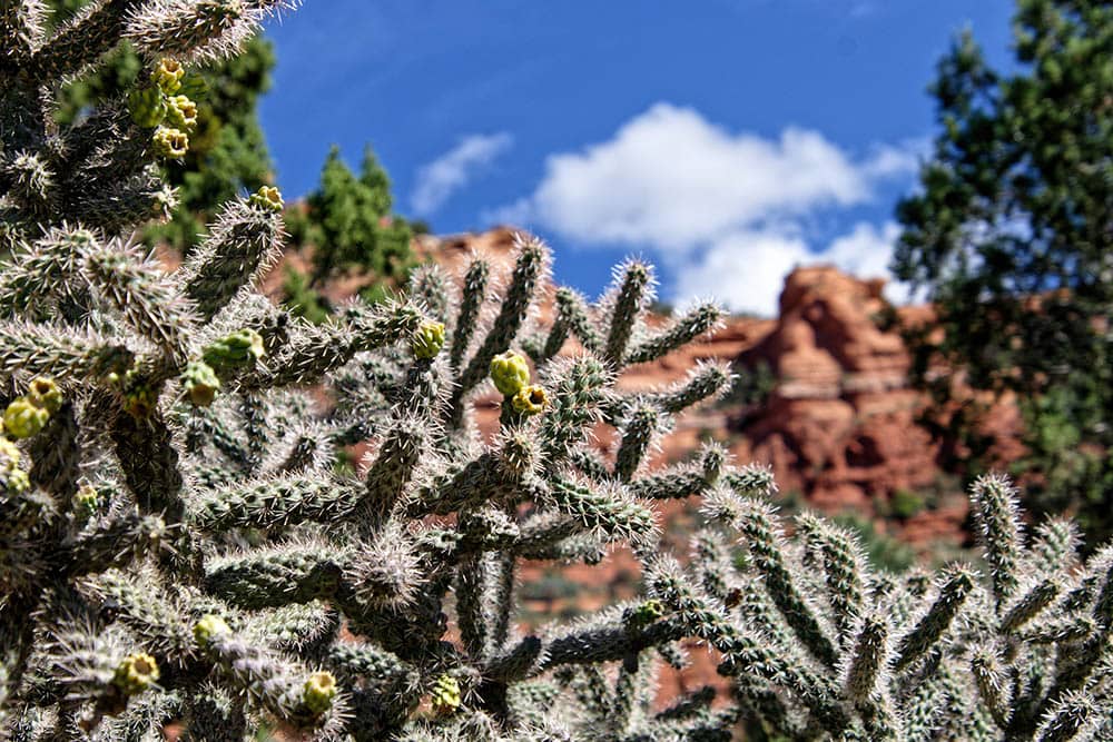 5 Types of Cholla Cactus (With Pictures) | House Grail