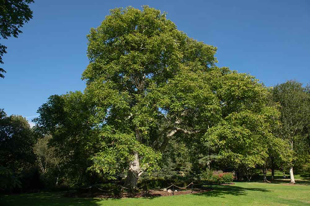 Carpathian English Walnut